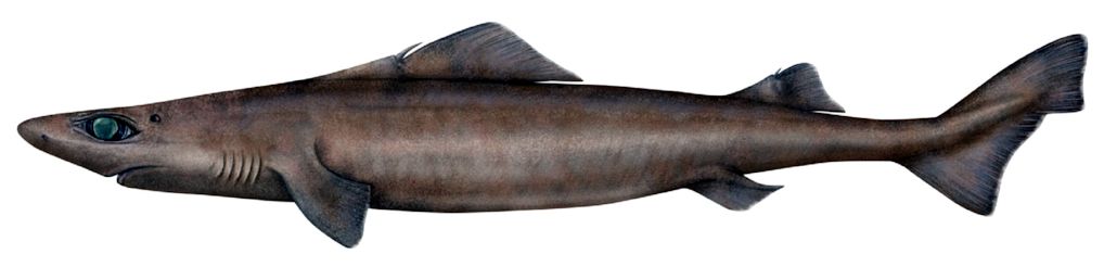 Centrophorus squamosus_07.jpg